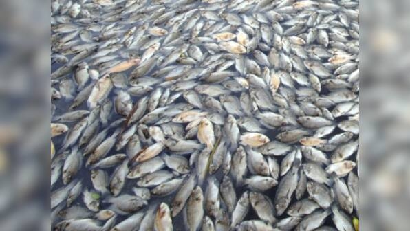 Dead fish wash up on the banks of Ulsoor Lake in Bengaluru