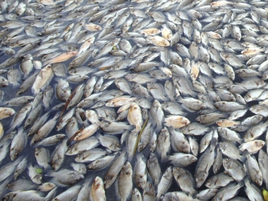 Dead fish wash up on the banks of Ulsoor Lake in Bengaluru Dead fish wash up on the banks of Ulsoor Lake in Bengaluru