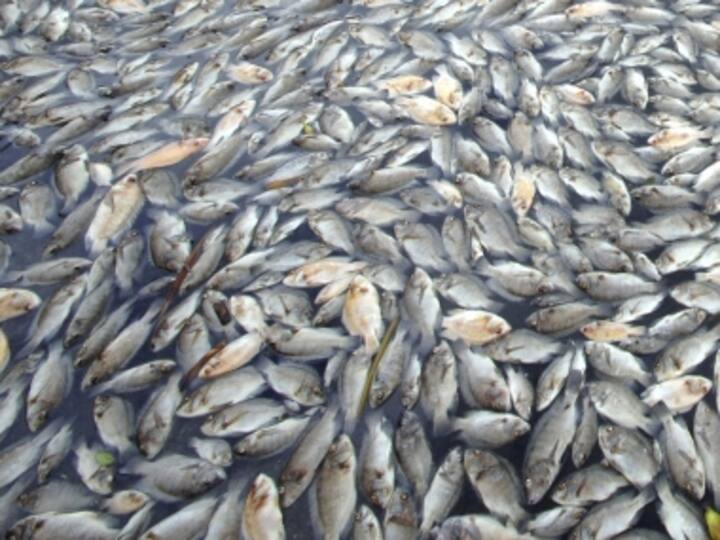 Dead fish wash up on the banks of Ulsoor Lake in Bengaluru