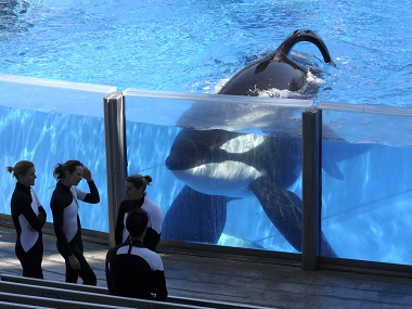 SeaWorld to partner with Humane Society, end whale breeding programme immediately SeaWorld to partner with Humane Society, end whale breeding programme immediately
