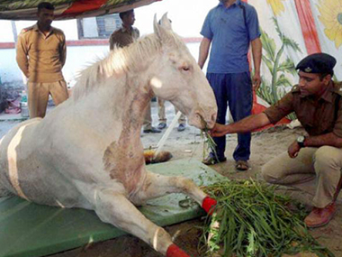 Shaktiman's leg amputated to save his life; BJP worker Bora held for forcefully causing horse's fall Shaktiman's leg amputated to save his life; BJP worker Bora held for forcefully causing horse's fall