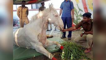 Shaktiman recovering well, new prosthetic leg arriving from US: reports