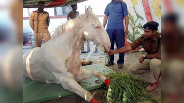 How to pay tribute to Shaktiman: Bring in an Act that protects animals