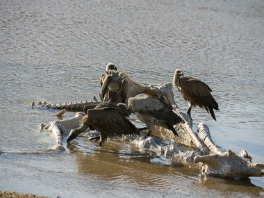 File image of vultures feeding on a carcass near Kruger National Park in South Africa. GETTY IMAGES
