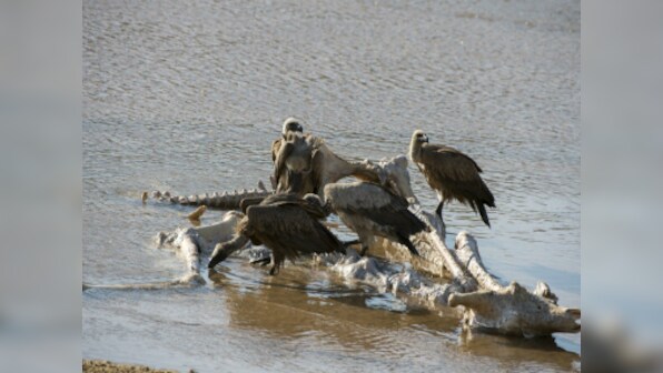 Two lions, 110 vultures poisoned at South Africa's Kruger park
