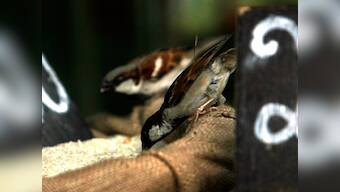 Spare our sparrows: Ornithologists urge Odisha govt to conserve bird's declining population