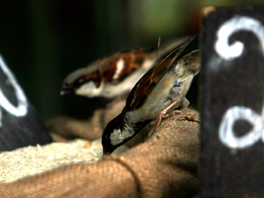 Spare our sparrows: Ornithologists urge Odisha govt to conserve bird's declining population Spare our sparrows: Ornithologists urge Odisha govt to conserve bird's declining population