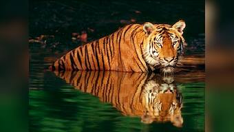 Uttarakhand CM Rawat gives green signal for Special Tiger Protection Force in Corbett               