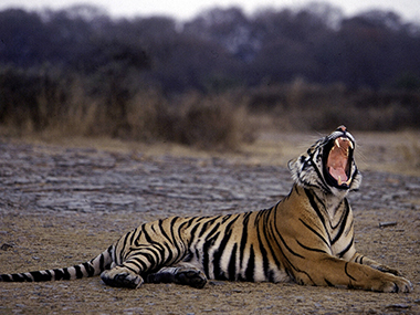 World tiger count rises for the first time in 100 years World tiger count rises for the first time in 100 years