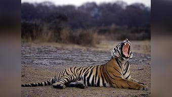 Asia tiger conservation conference: India to help Cambodia in restoring fauna to their forests