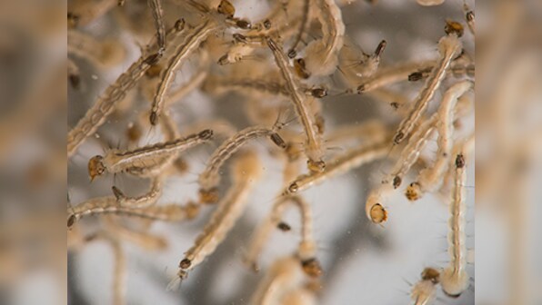 New evidence suggests Zika virus may cause paralysis