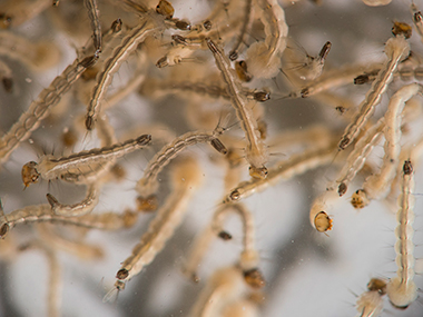 Scientists discover weakness of Zika virus which may help in finding cure Scientists discover weakness of Zika virus which may help in finding cure