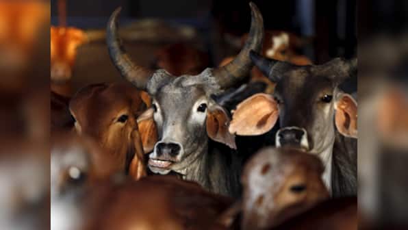 Cattle sale restrictions: Youth held for 'objectionable' remarks against Narendra Modi, Yogi Adityanath