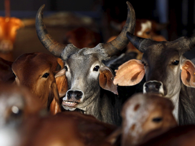 Cattle smugglers BSF patrol party in Bengal, six personnel injured Cattle smugglers BSF patrol party in Bengal, six personnel injured