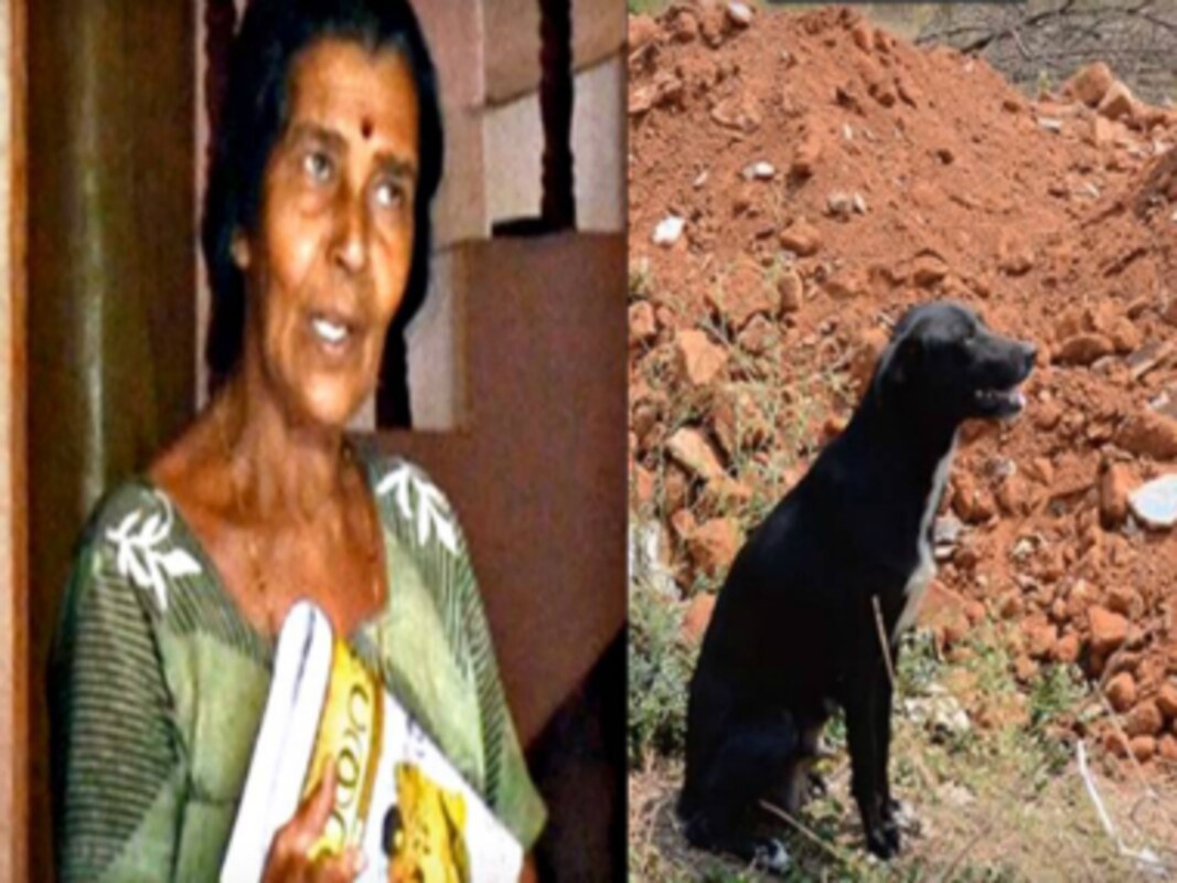 Animal cruelty: Woman in Bengaluru flung 8 puppies on a boulder to teach  mother a lesson-India News , Firstpost