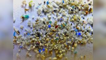 The Maneka Gandhi column: Say no to microbeads, the single biggest killers on the planet