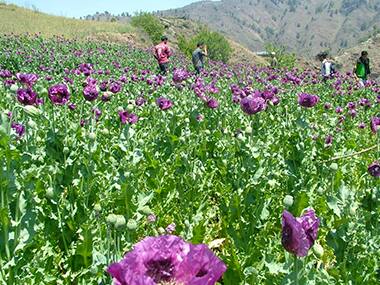 'Hash'tag Himachal: How this beautiful mountain state turned into a narcotics den