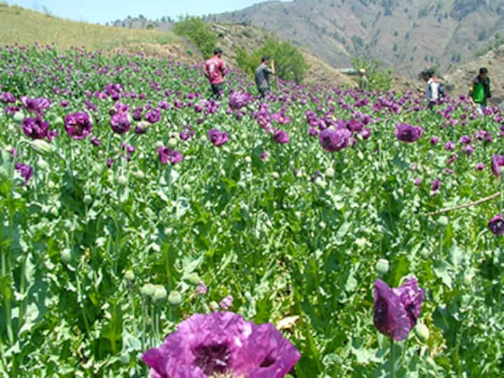 'Hash'tag Himachal: How this beautiful mountain state turned into a narcotics den