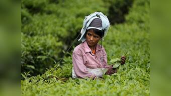 Darjeeling unrest: Tea industry faces brunt as second flush leaves go waste