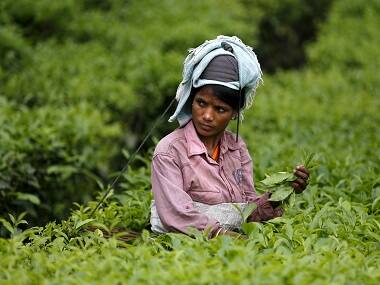 Darjeeling unrest: Tea industry faces brunt as second flush leaves go waste