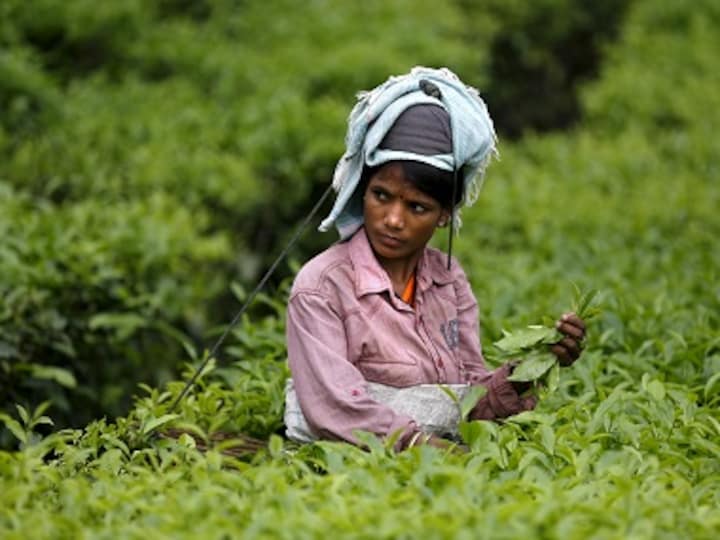 West Bengal tea workers' strike: Trade unions demand minimum wage; protests spread to Jalpaiguri, Darjeeling