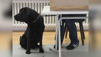 Barking up the wrong tree: Sniffer dogs at UK airport find sausages, not drugs