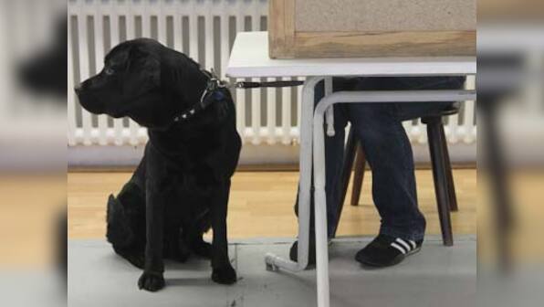 Barking up the wrong tree: Sniffer dogs at UK airport find sausages, not drugs