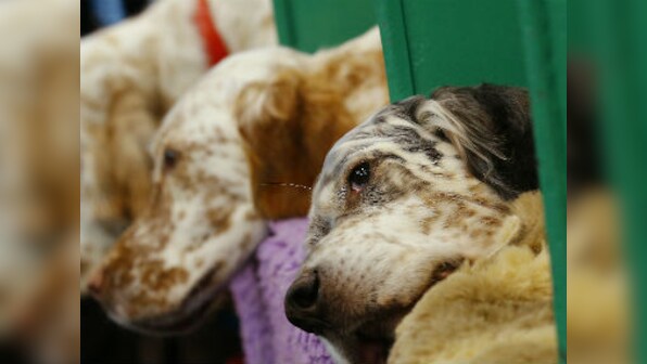 Un-bow-lievable stuff! Chinese scientists claim first dogs originated from China