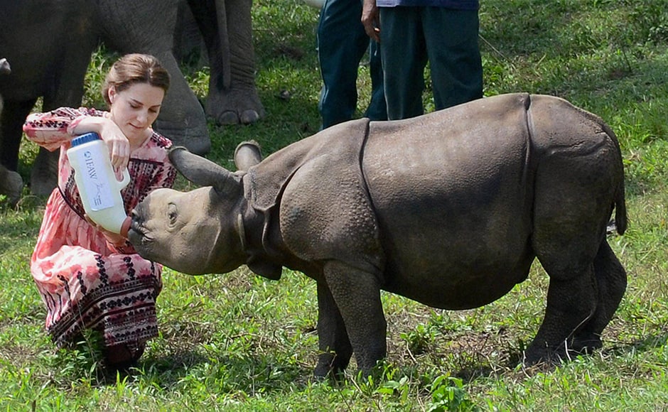 Kate feeds a rhino calf during a visit to the CWRC on Wednesday. PTI Photo Kate feeds a rhino calf during a visit to the CWRC on Wednesday. PTI Photo