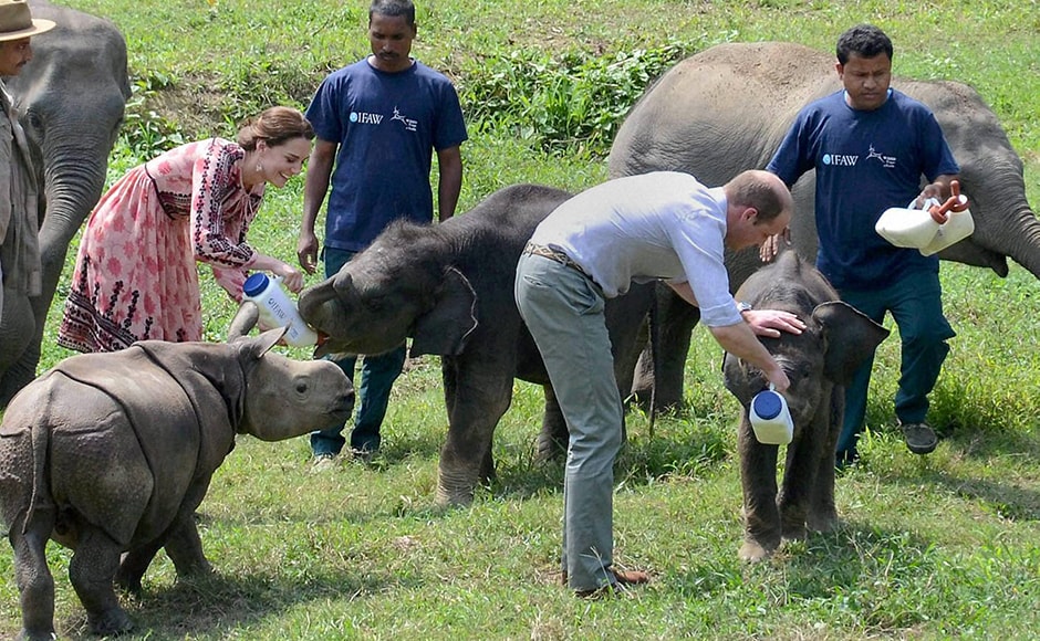 Prince William and Kate feeding elephant calves at the CWRC. PTI Photo Prince William and Kate feeding elephant calves at the CWRC. PTI Photo