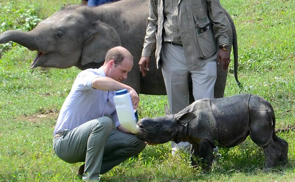 Prince William feeds a rhino calf during a visit to the CWRC. PTI Photo Prince William feeds a rhino calf during a visit to the CWRC. PTI Photo
