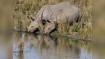 Assam Assembly polls: The rhinoceros is to Assam what the Taj Mahal is to the rest of India