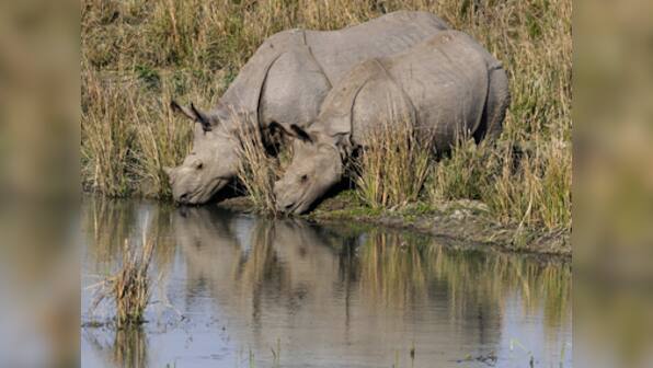 Assam Assembly polls: The rhinoceros is to Assam what the Taj Mahal is to the rest of India