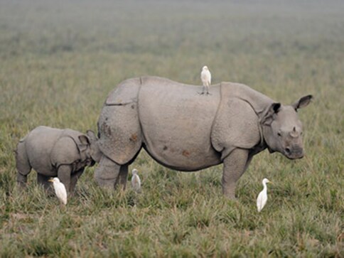 Kaziranga shoot poachers at sight order: Govt chooses to be an ostrich in rhino land Kaziranga shoot poachers at sight order: Govt chooses to be an ostrich in rhino land