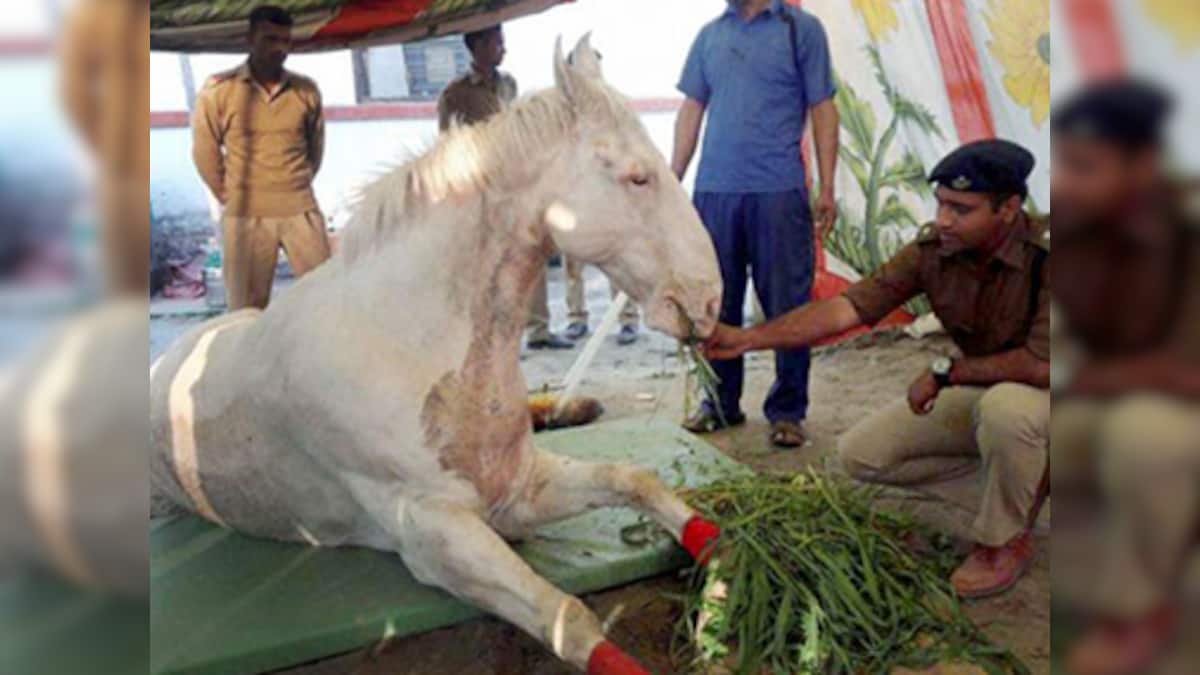 Shaktiman's death in Dehradun Why don’t the police stop using horses