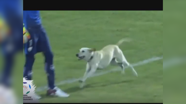 Every dog has its day: Meet the world's happiest pitch invader