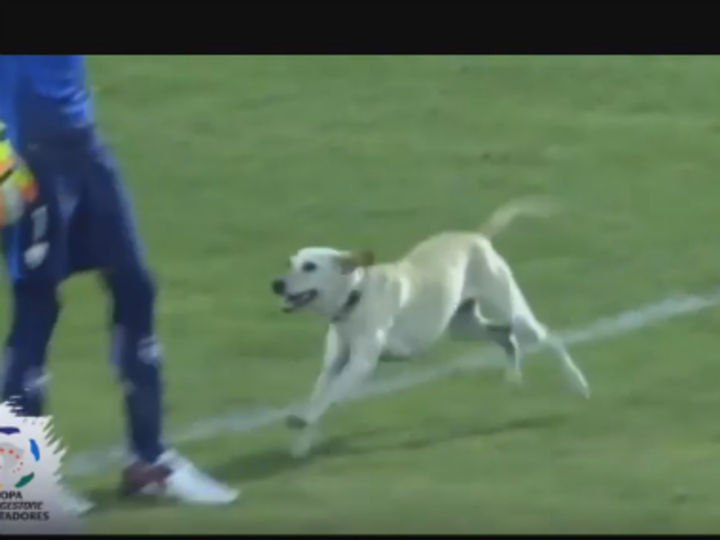 Every dog has its day: Meet the world's happiest pitch invader