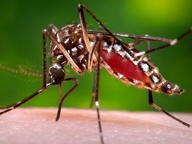 Aedes aegypti mosquito. AP