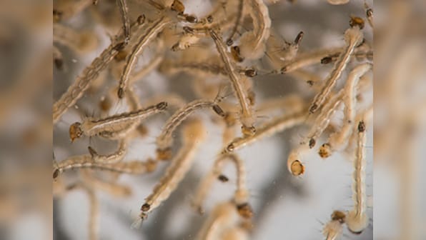 Zika virus was present in Haiti before Brazil cases surfaced: Study