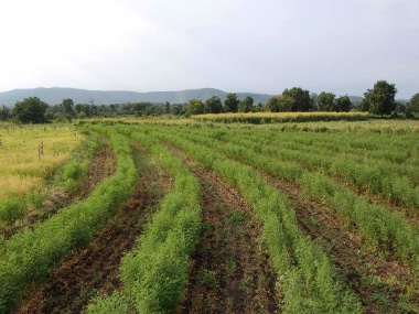 Futane's farm where contour bunding was implemented. Image courtesy: Vasant Futane