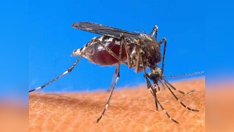 21 countries could be malaria-free by 2020, reports WHO