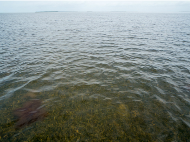 Loss of ocean oxygen to become widespread by 2030s, claims study Loss of ocean oxygen to become widespread by 2030s, claims study