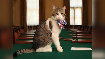 UK's war on rodent terror has a new commander-in-chief: Palmerston, the cat