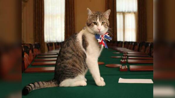 UK's war on rodent terror has a new commander-in-chief: Palmerston, the cat