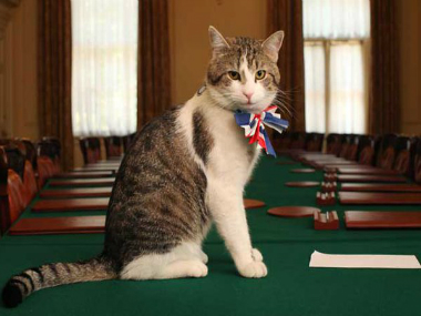 UK's war on rodent terror has a new commander-in-chief: Palmerston, the cat UK's war on rodent terror has a new commander-in-chief: Palmerston, the cat