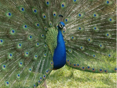 A male peacock, for example, entices peahens by raising and vibrating his long train feathers. Getty Images