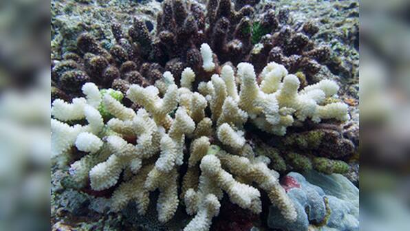 Coral reefs turn ghostly white as El Niño creates mayhem in Lakshadweep