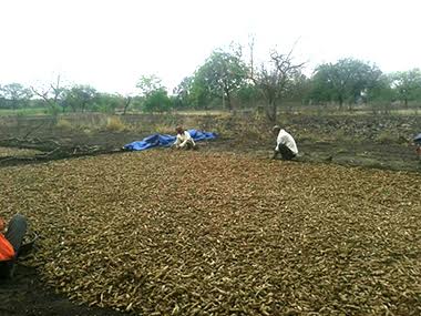 Turmeric spread across Rudraksha's farm during the harvest season. Image courtesy: Vidya Rudraksha