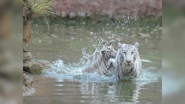 World's first white tiger safari opens in Madhya Pradesh – Firstpost