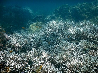 More than a third of coral in Great Barrier Reef's north dying due to ...